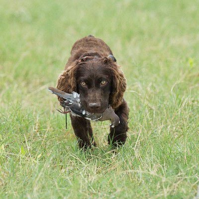 dog carrying a dead bird