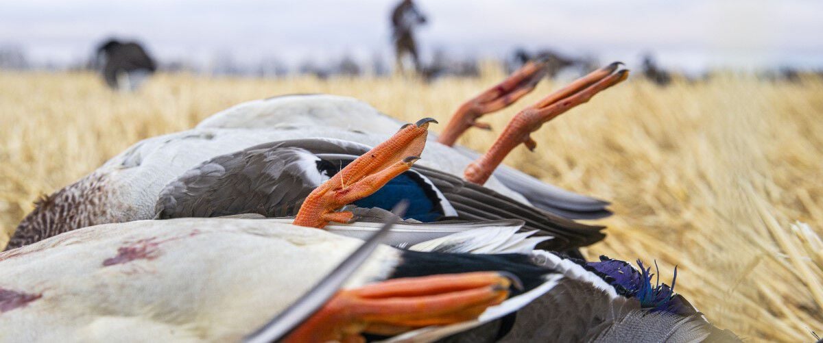Mallard feet with hunters in the background