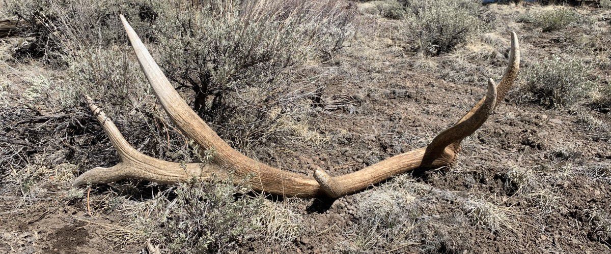 lone elk shed lying on the ground