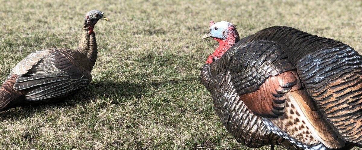 female turkey laying down next to a tom decoy