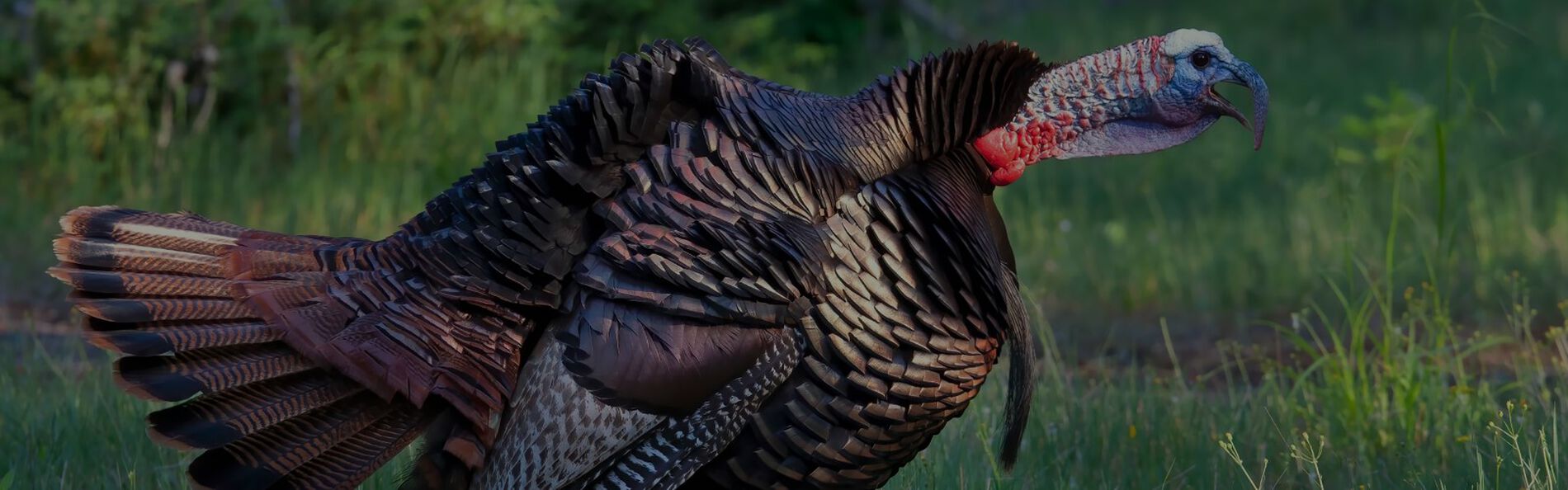 male turkey