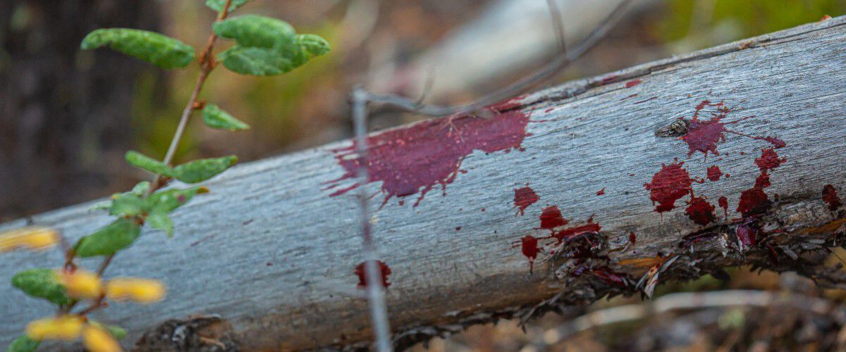 blood drops on a log