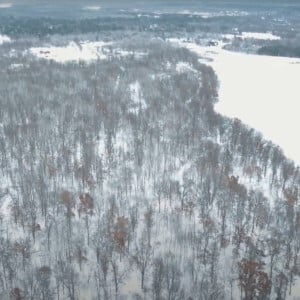 snow covered tree from above