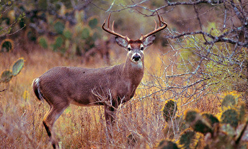 Whitetail deer