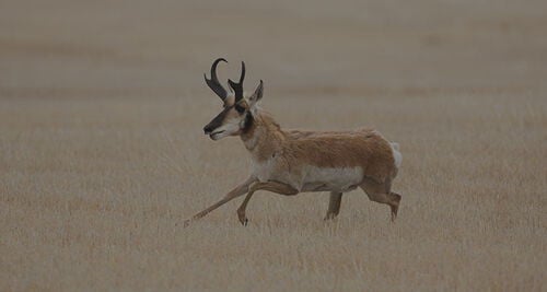 antelope running through the prairie