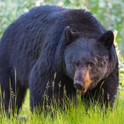 Black Bear walking in green grass