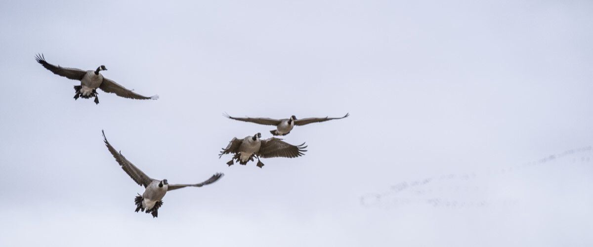 Geese Flying in the Sky