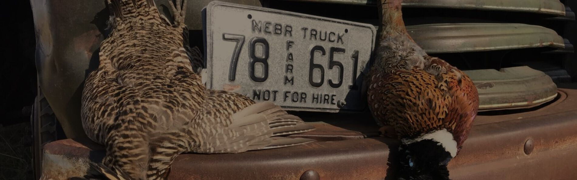 Two pheasants laying on a pickup bumper