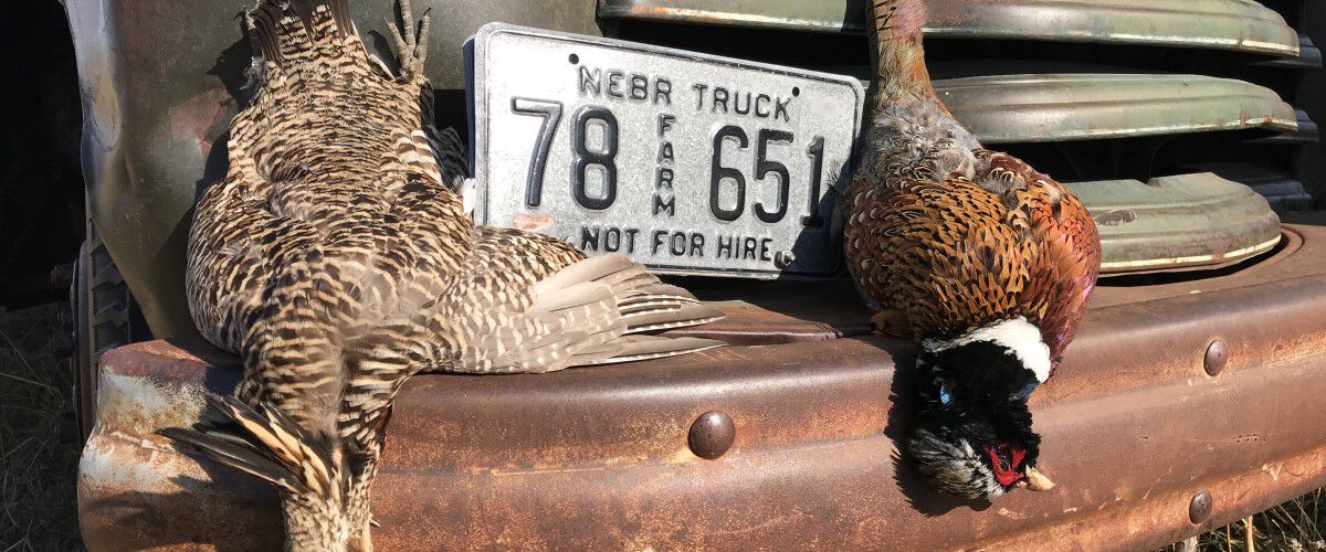 Two pheasants laying on a pickup bumper