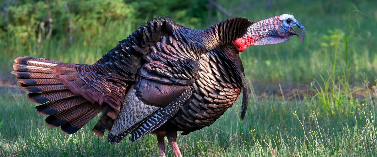 male turkey