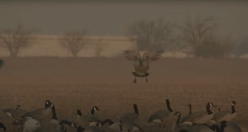 A goose landing in a field filled with decoys