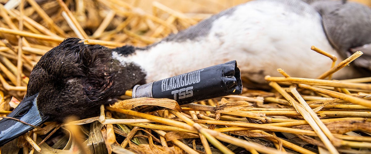 Dead duck next to a Black Cloud shotshell