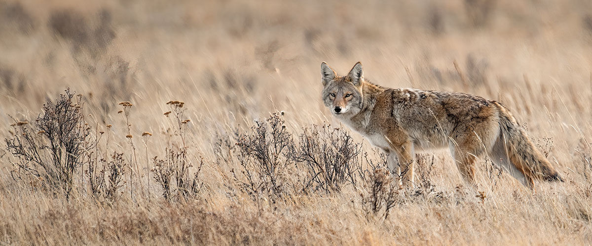 fox in field