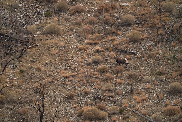 mountain goat