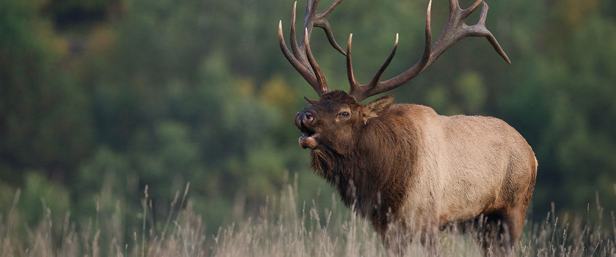 bleating buck elk
