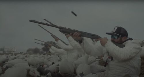 hunter sitting amoungst snow goose decoys with those shotguns pointed to the sky