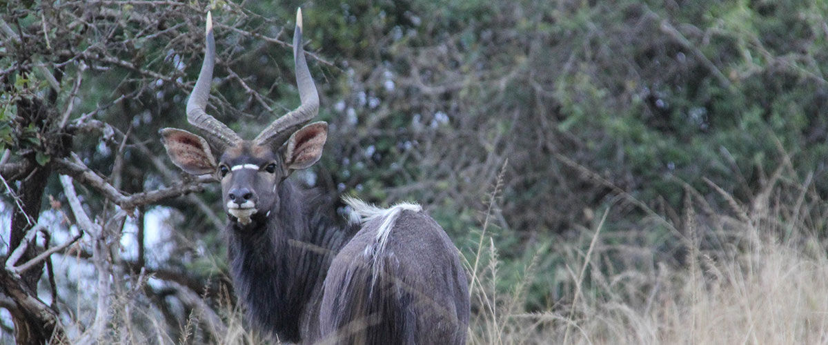 African animal