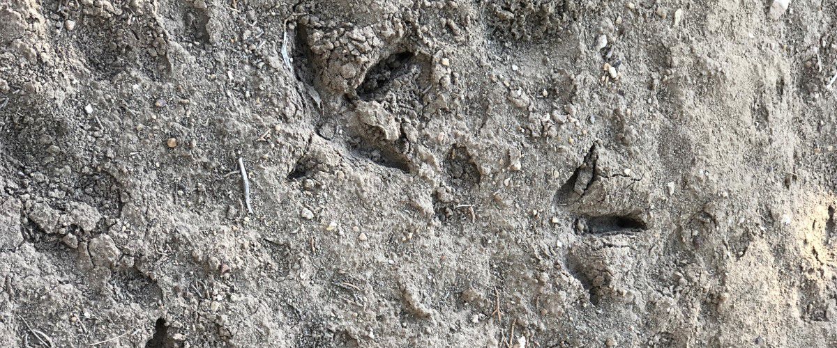 turkey tracks in the dried mud