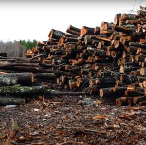 cut tree trucks stacked in a pile