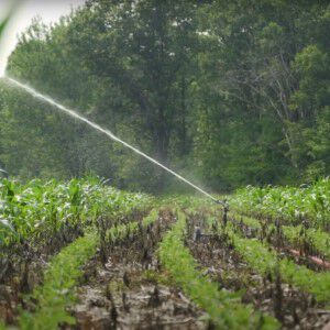 sprinkler watering a food plot