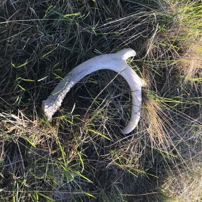 deer shed laying in the grass