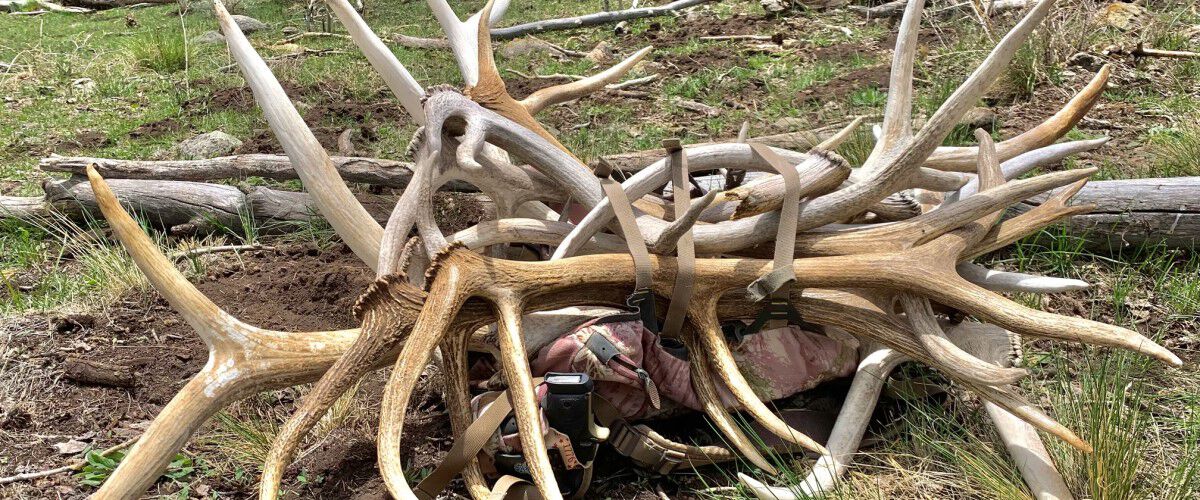 pile of antler sheds