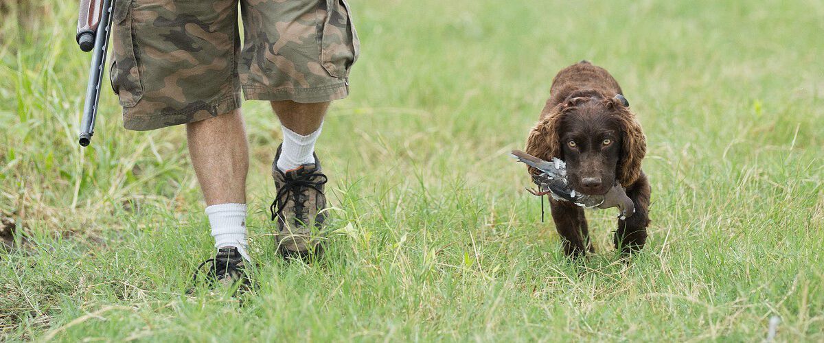 dog carrying a dead bird