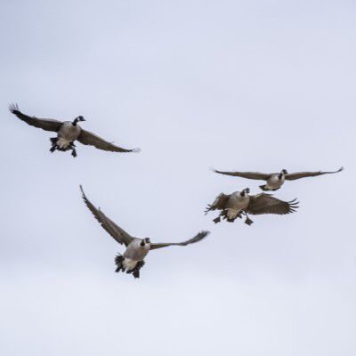 Geese flying in the sky