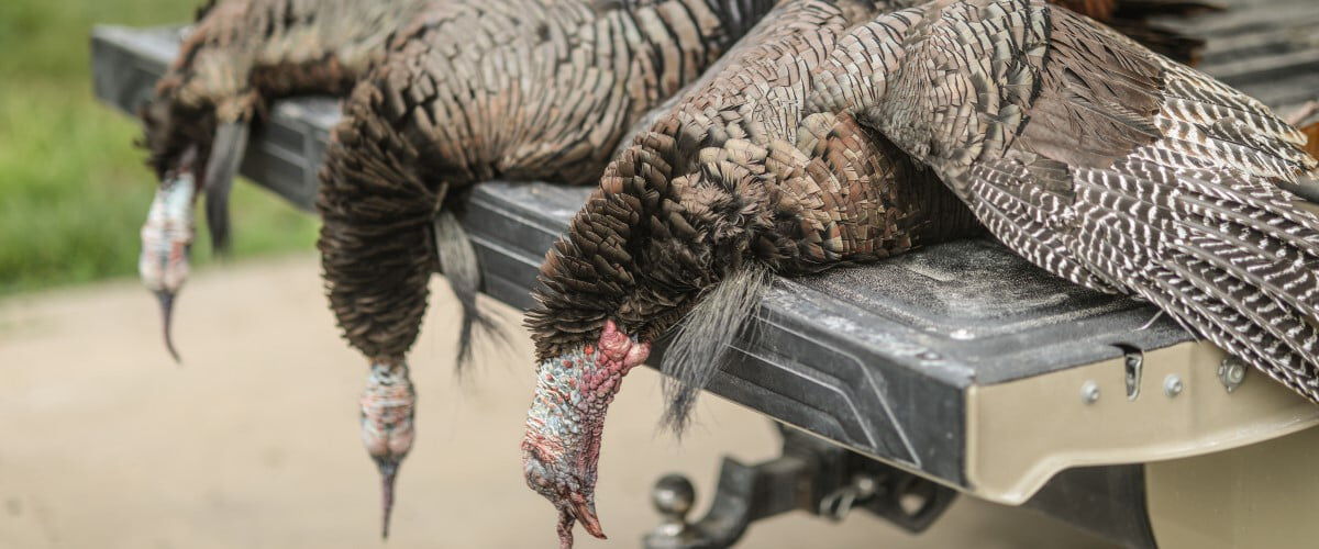 dead turkeys on a tailgate