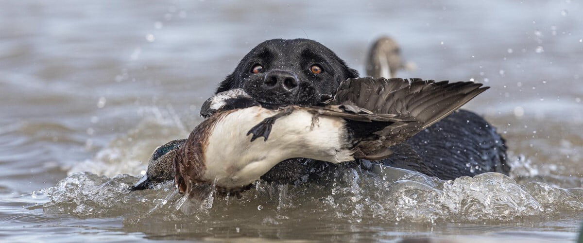 dog swimming in water with a dead duck in its mouth