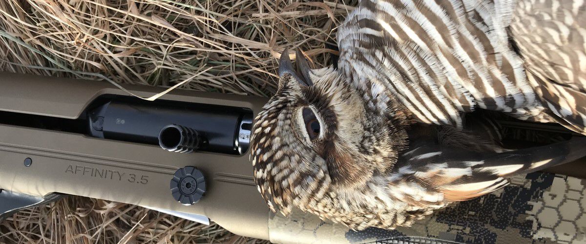 Dead grouse laying on a shotgun