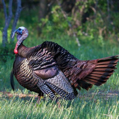 tom turkey standing in the grass