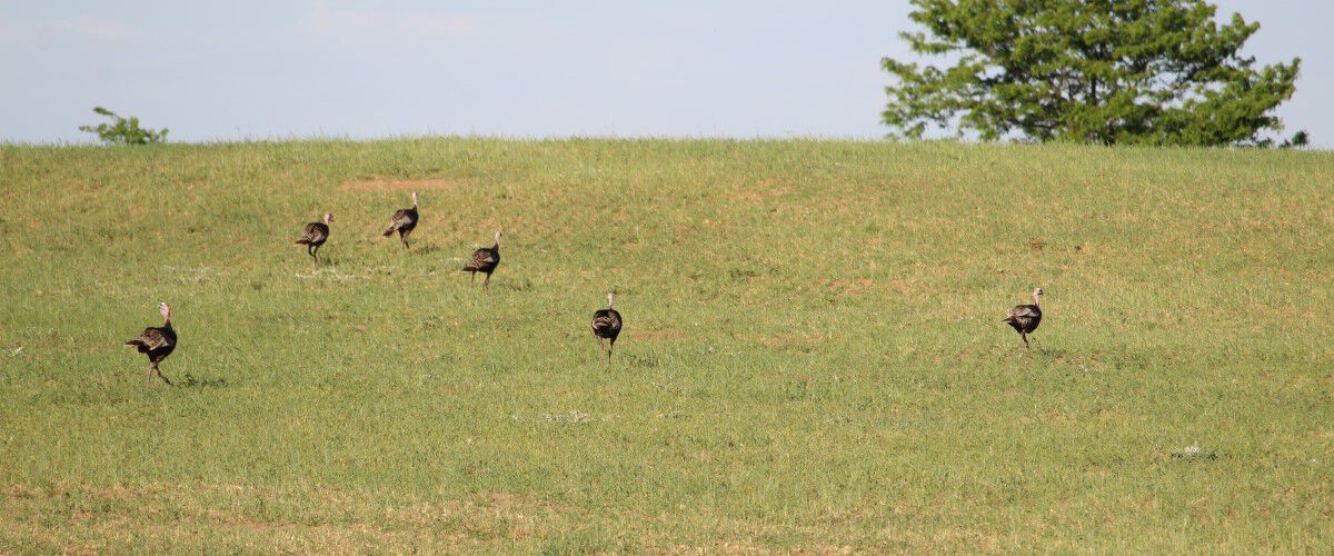 Turkeys walking in an Ag Field