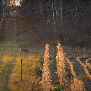 deer entering a food plot at dusk