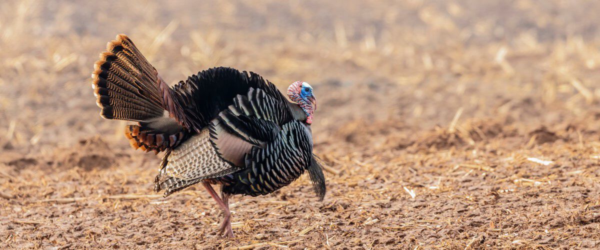 Male Turkey walking in a field