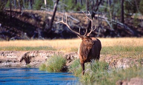 Elk standing in water