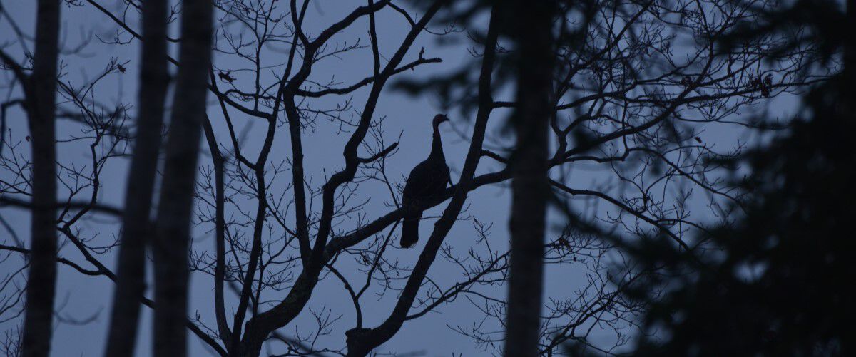 Turkey sitting up in a tree