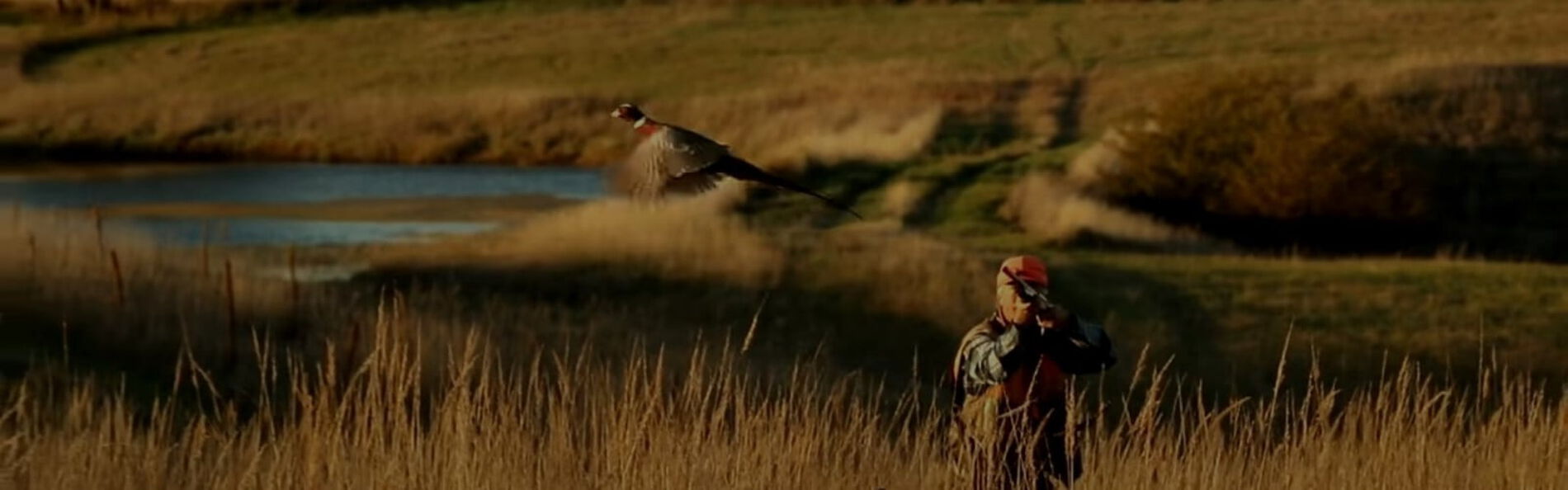 hunter aiming shotgun at flying pheasant