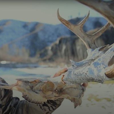 deer skull with tin foil on the antlers