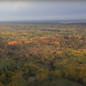 tree covered land in the fall