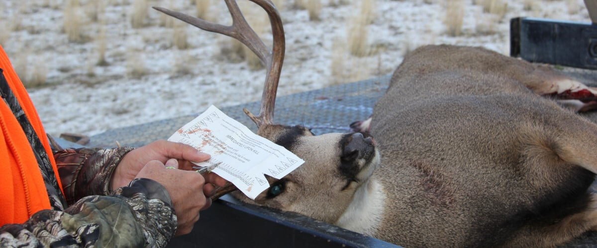 hunter puching his tag after getting a deer