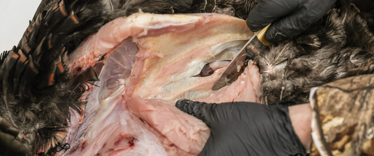 removing breast from bird