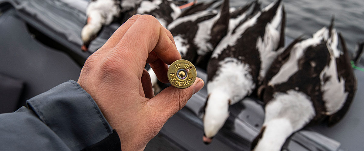 Federal Shotshell and line up of ducks