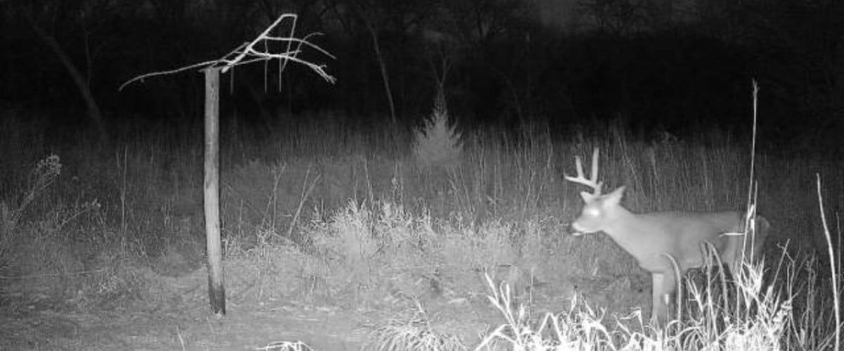 deer on a trail camera