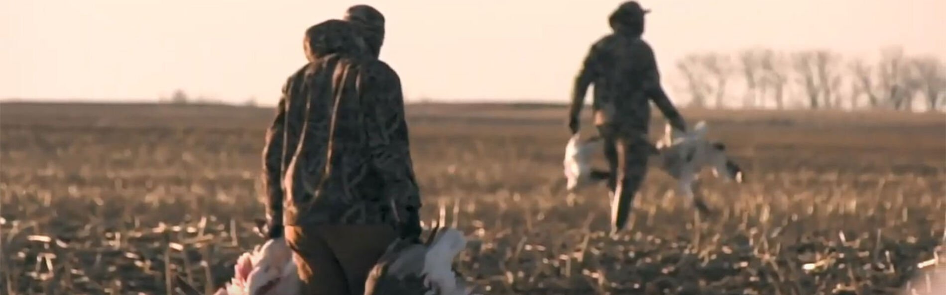 walking through fields carry geese