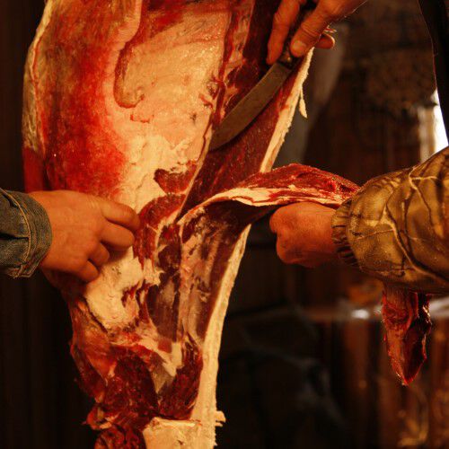 Removing the tenderloin from the leg bone of a deer