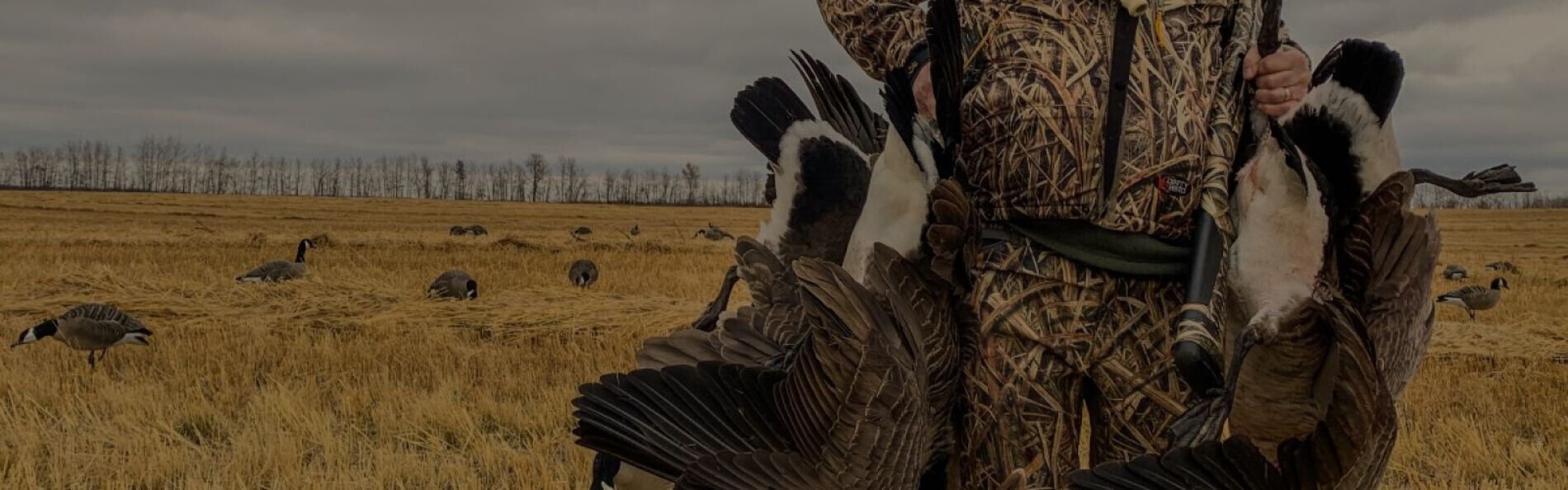 Hunter carrying two dead geese