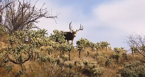 Nick Hoffman Federal Season Wrap-Up