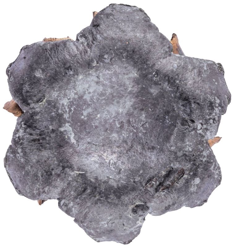 Personal Defense Punch, 38 Special +P, 120 Grain, Jacketed Hollow Point, 1000 fps