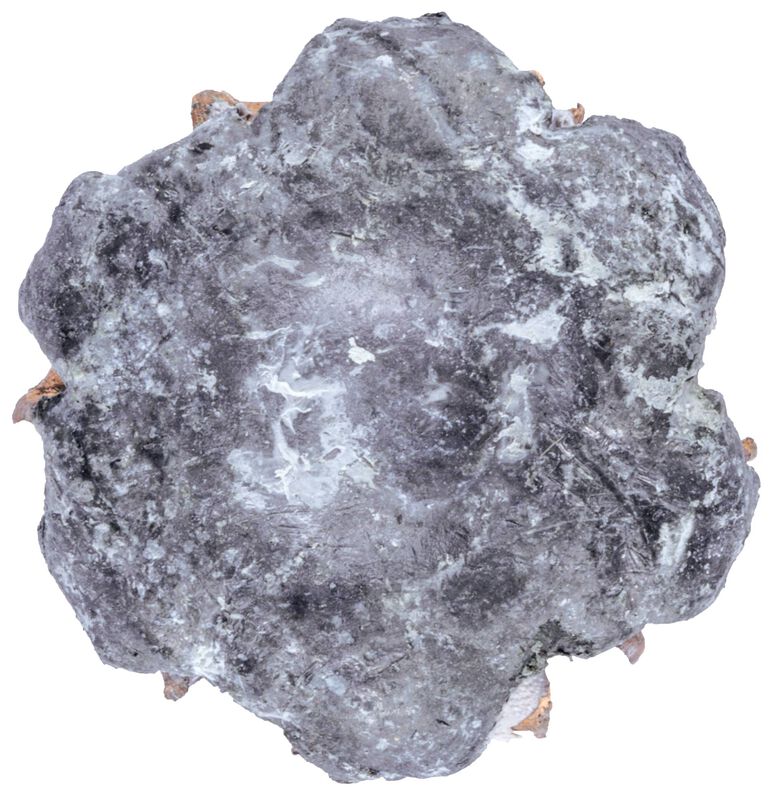 Personal Defense Punch, 38 Special +P, 120 Grain, Jacketed Hollow Point, 1000 fps